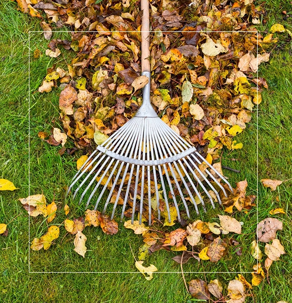 A white rake is on the ground with leaves.