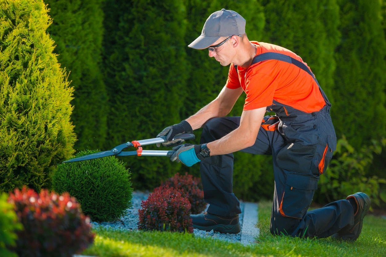 A man in an orange shirt trims bushes.